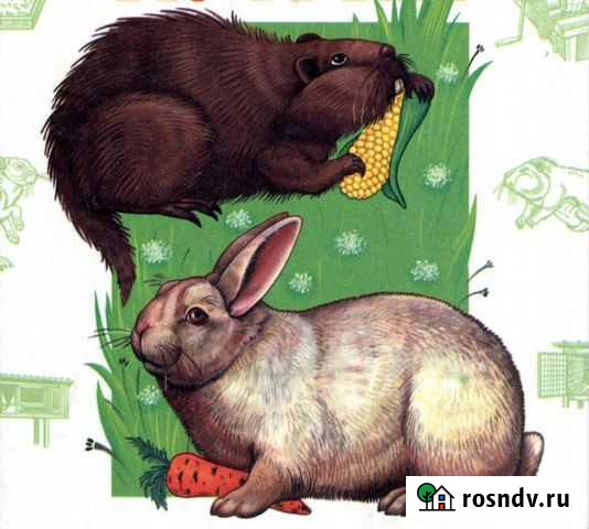 Доставка парного мяса кролика и нутрии Самара - изображение 1