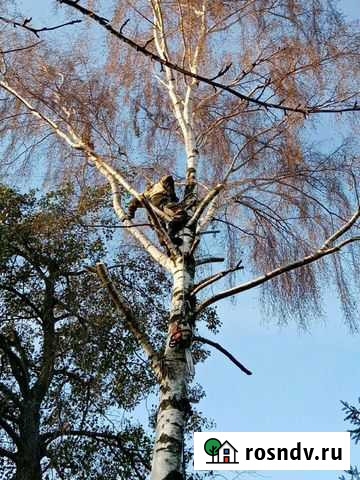 Обрезка Деревьев, Спил Деревьев Калининград - изображение 1