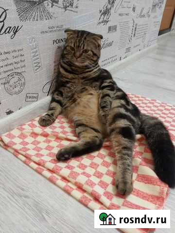 Вязка котов шотландских Пермь - изображение 1