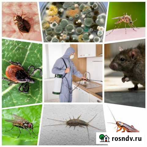 Уничтожение обработка клопов тараканов мышей крыс Самара - изображение 1