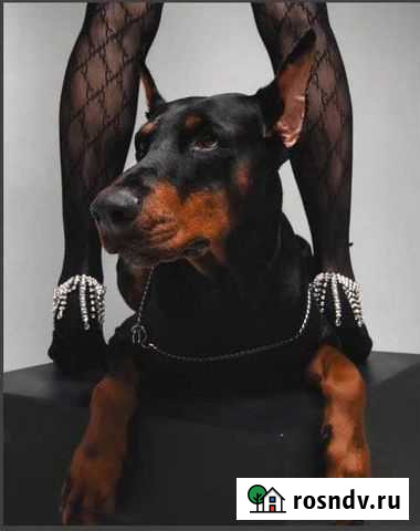 Фотосессия с доберманом Самара - изображение 1