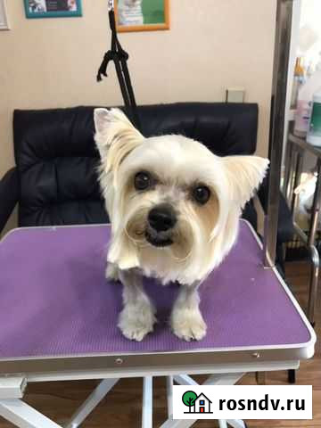 Стрижка собак (груминг) Красноярск - изображение 1