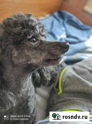 Кобель Той пудель для вязки Тула - изображение 1