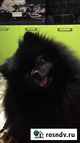 Немецкий шпиц. Вязка Владивосток - изображение 1