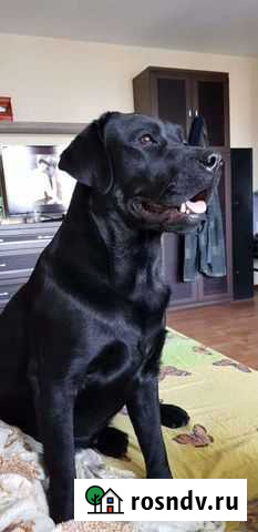 Случка собак Санкт-Петербург - изображение 1