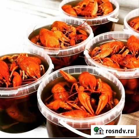 Раки живые&вареные. Доставка Красноярск - изображение 1