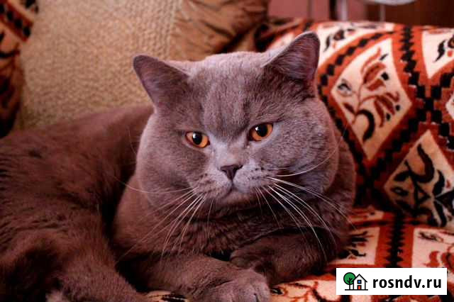 Британец Краснодар - изображение 1