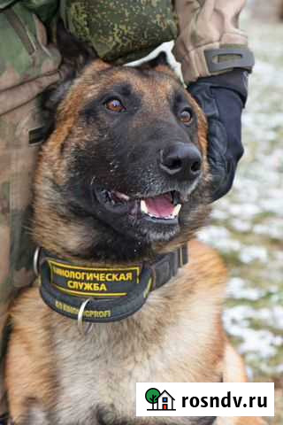 Дрессировка собак.Специалист инструктор кинолог Уфа - изображение 1