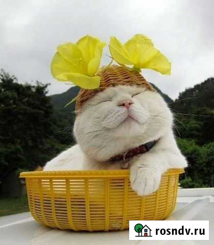 Передержка кошек Горно-Алтайск - изображение 1