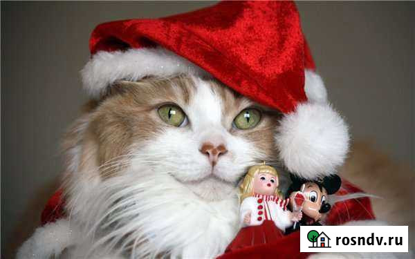 Передержка кошек Новый Уренгой - изображение 1