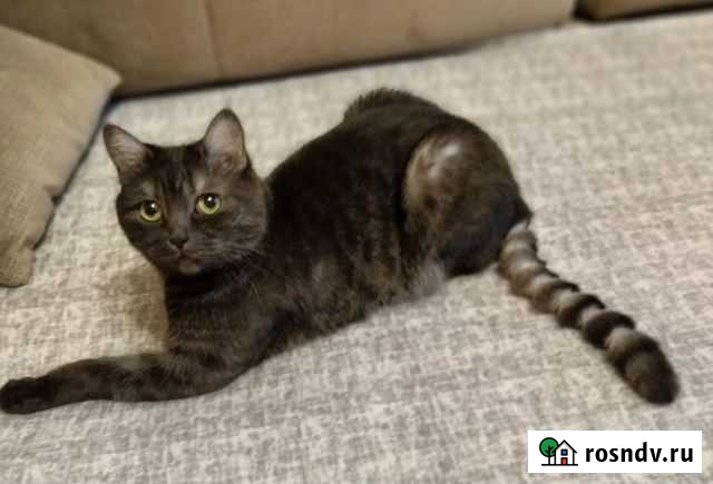 Груминг Оренбург - изображение 1