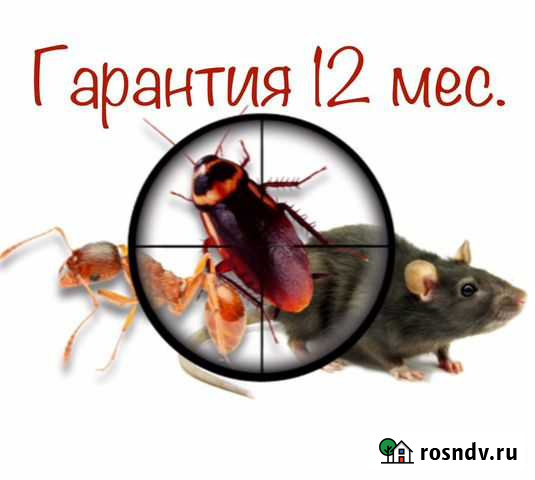 Уничтожение насекомых и грызунов. Дезинфекция Владикавказ - изображение 1