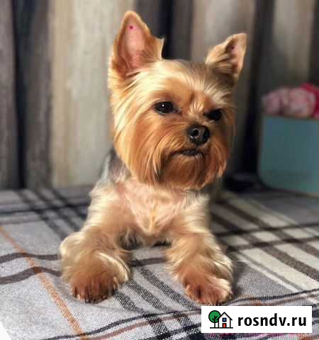 Услуги грумера на дому Пермь - изображение 1