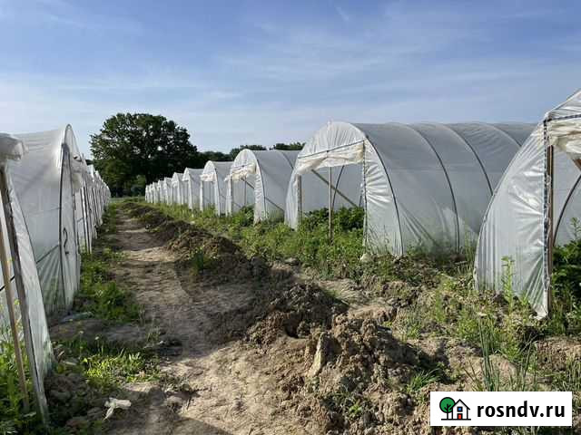 Тепличный бизнес Белореченск - изображение 1