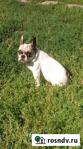 Французский бульдог ищет невесту Курск - изображение 1