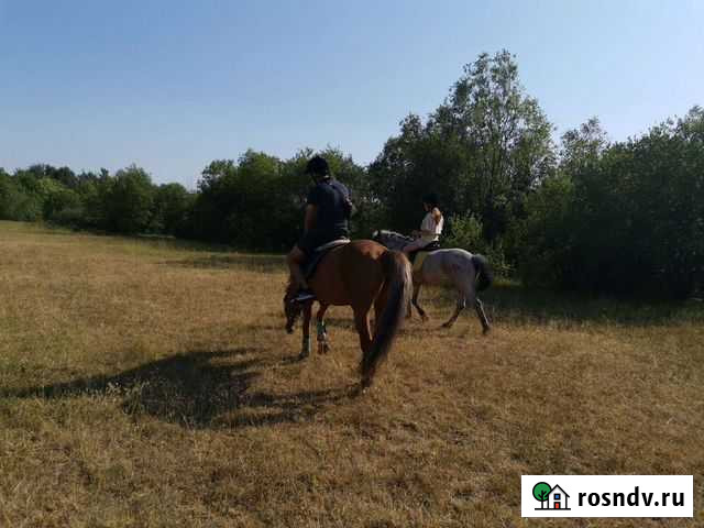 Катание на лошадях Череповец - изображение 1