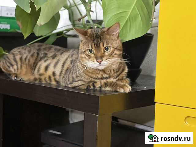 Вязка Бенгал Москва - изображение 1