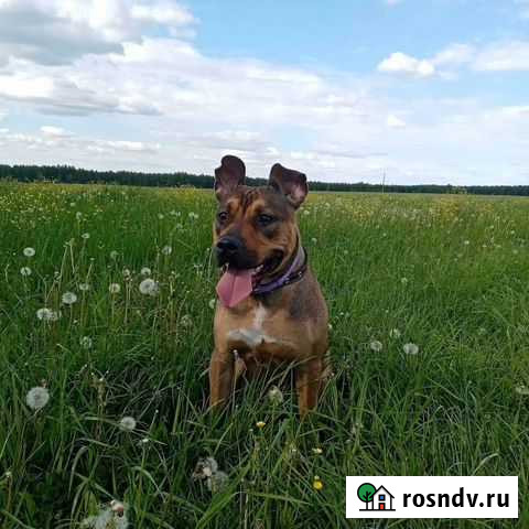 Передержка животных Владимир - изображение 1