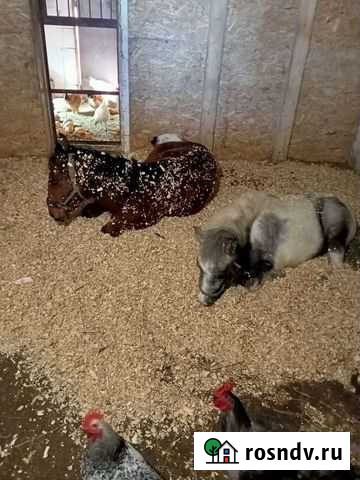 Утилизируем ваши опилки Батайск - изображение 1