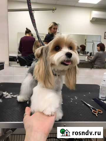 Стрижка собак и кошек груминг Пермь - изображение 1