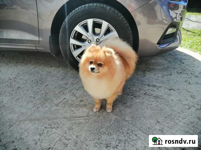 Вязка шпиц кобель Сыктывкар - изображение 1