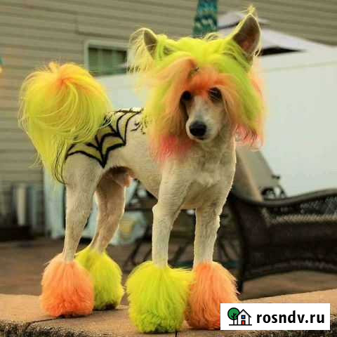 Качественная стрижка собак и кошек Пермь - изображение 1