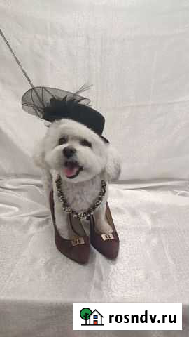 Груминг собак и кошек Новосибирск - изображение 1