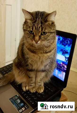 Мастер из Шелехова, Ремонт компьютеров, ноутбуков Шелехов - изображение 1