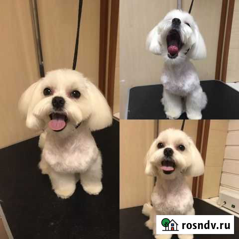 Стрижка собак и кошек Нижний Тагил - изображение 1