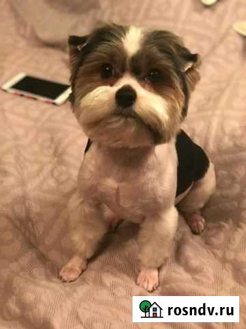 Стрижка собак и кошек.Чистка зубов ультразвуком Москва - изображение 1