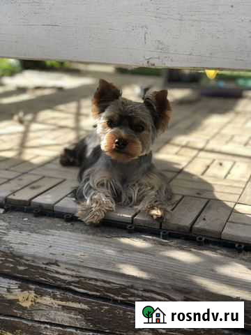 Грумер с выездом на дом Первомайское - изображение 1