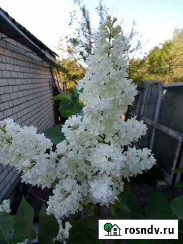 Консультация агронома Бор - изображение 1