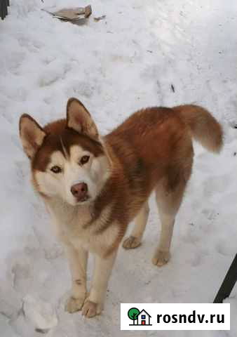 Вязка. Хаски кобель Омск - изображение 1