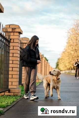 Погуляю с вашей собакой(кинолог) Березники - изображение 1