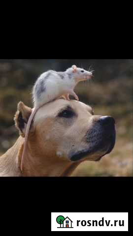 Передержка и выгул животных Воронеж - изображение 1