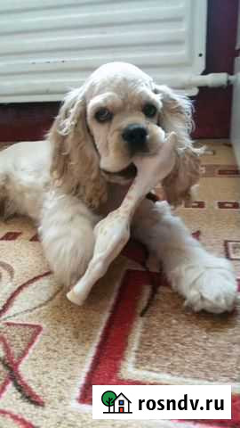 Предлагается кобель для вязки. Американский Кокер Кострома - изображение 1