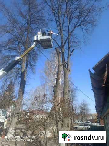 Спил и обрезка деревьев Курск - изображение 1