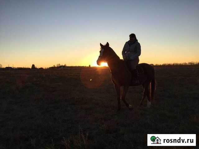 Конные прогулки Грязи - изображение 1