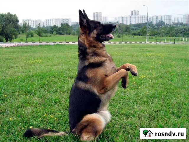 Дрессировка собак Екатеринбург - изображение 1