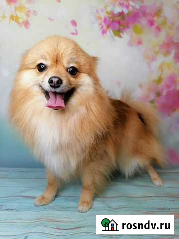 Груминг (стрижка собак) Санкт-Петербург - изображение 1