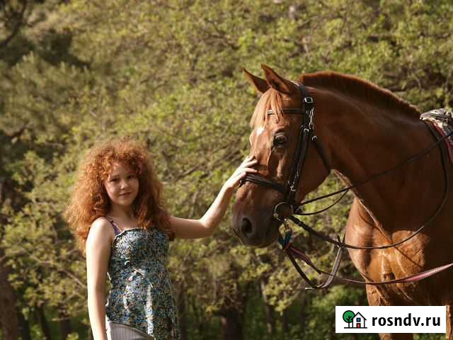 Занятия конным спортом, прогулки и фотосессии Батайск - изображение 1