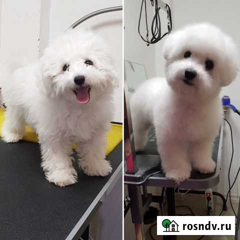 Зоосалон: стрижка животных (парикмахерская) Петрозаводск - изображение 1