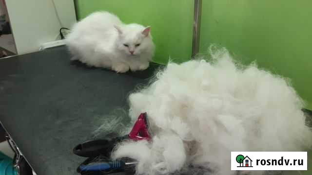 Вычес кошек Железногорск - изображение 1