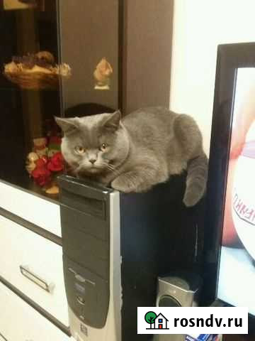 Кот на вязку Михайловка - изображение 1