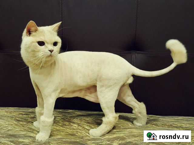 Грумер-парикмахер для животных выезд Москва - изображение 1