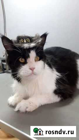 Стрижка домашних животных Новосибирск - изображение 1