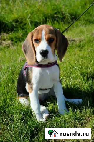 Выгул собаки Тольятти - изображение 1