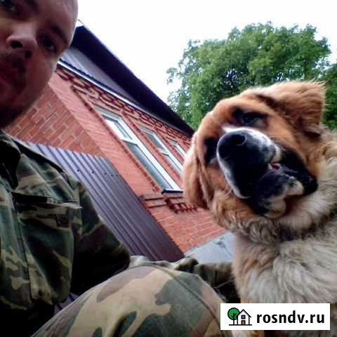 Дрессировка собак Майкоп - изображение 1