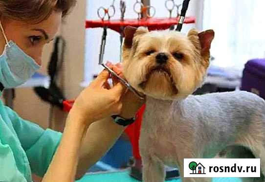 Грумер на дом Стрижка собак и кошек Екатеринбург - изображение 1