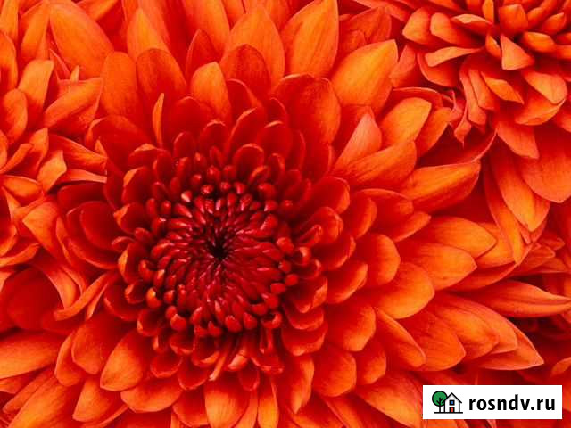 Эл двигатель Новоомский - изображение 1